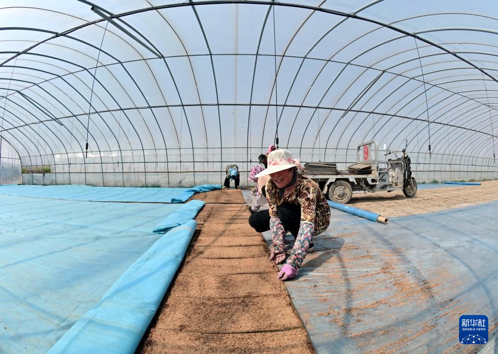4月15日，唐山市曹妃甸区第四农场的农民在大棚内摆放水稻育秧盘。