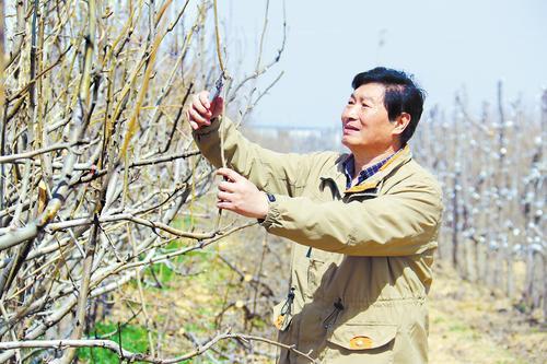 日前,河北省现代农业产业技术体系梨产业创新团队首席专家张玉星正在对盐碱地梨树进行修剪。燕赵农村报记者 郭庆峰摄