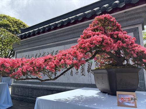 造型精美的杜鹃花