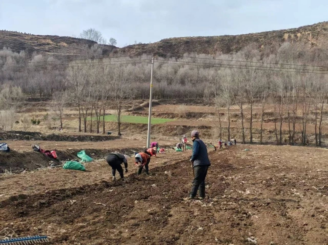 破解传统种植难题 华亭实力“药”藏不住了