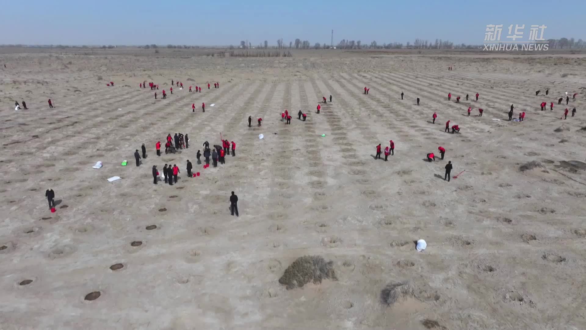 奔赴沙乡 在春天里种下“希望树”