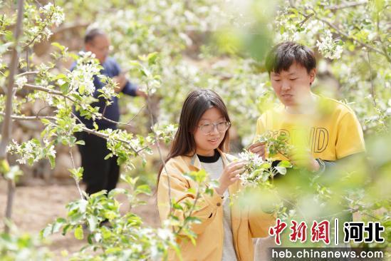 图为4月16日,游客在内丘县岗底村果园游玩拍照。 刘继东 摄