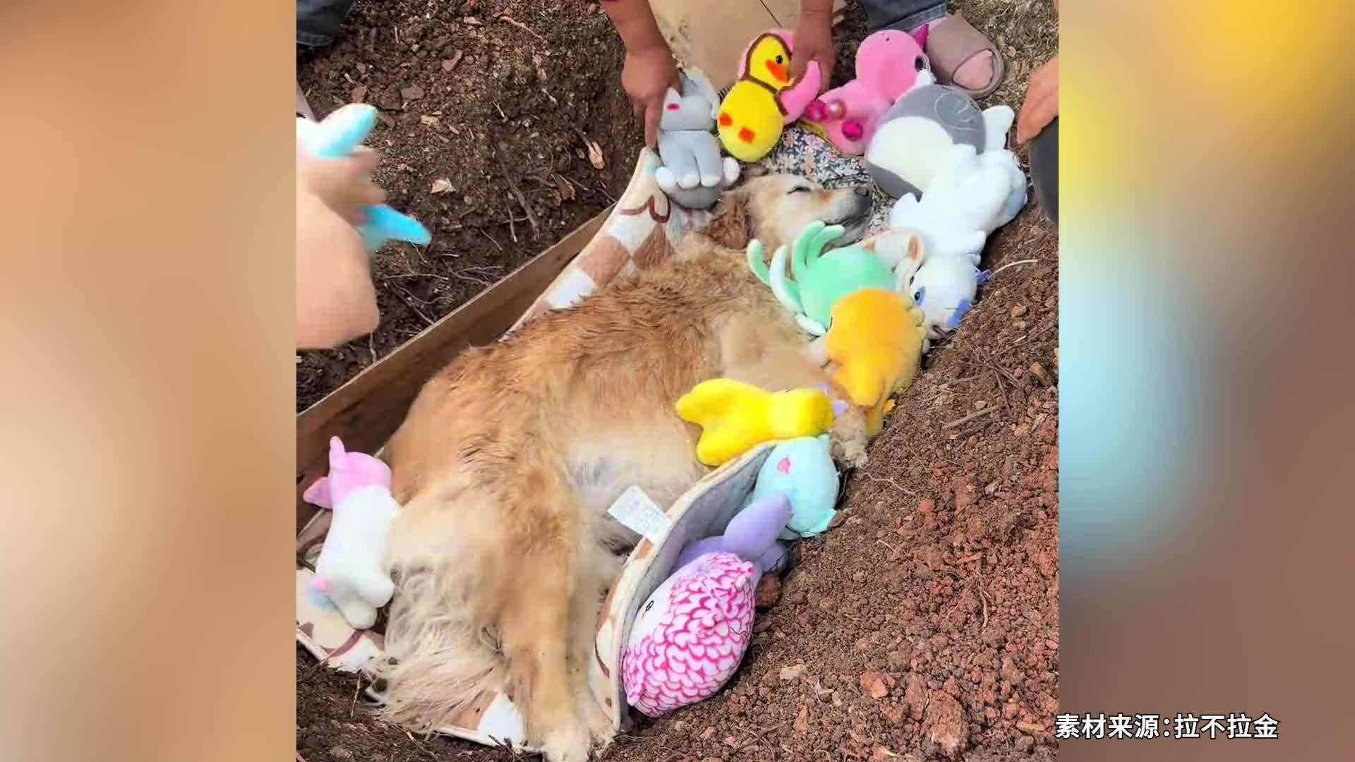 摘橙子的网红小狗“毛毛”突发心脏病去世，宠物医生：确诊后难以根治，定期体检预防