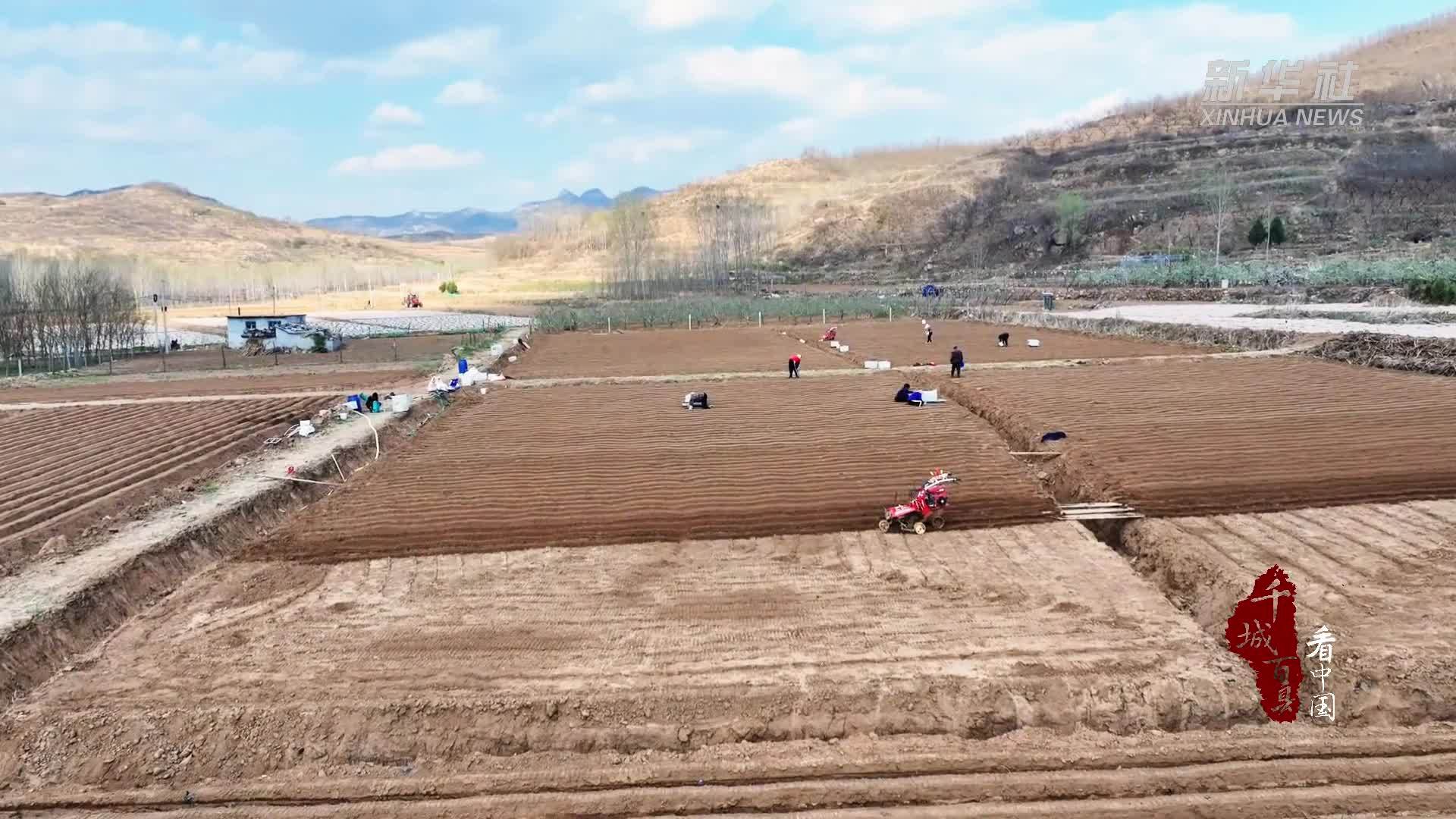 千城百县看中国｜山东潍坊：生姜种植田间忙