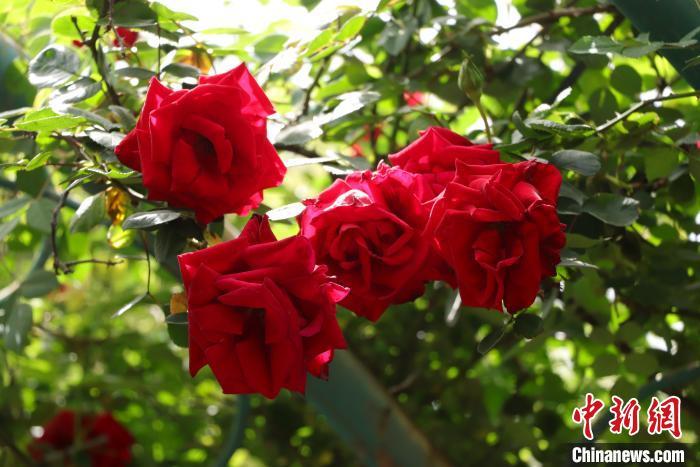 图为盛放的月季花。熊锦阳 摄