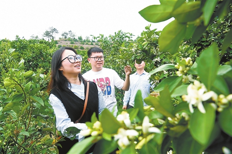 宁都县：脐橙花开引客来（图）