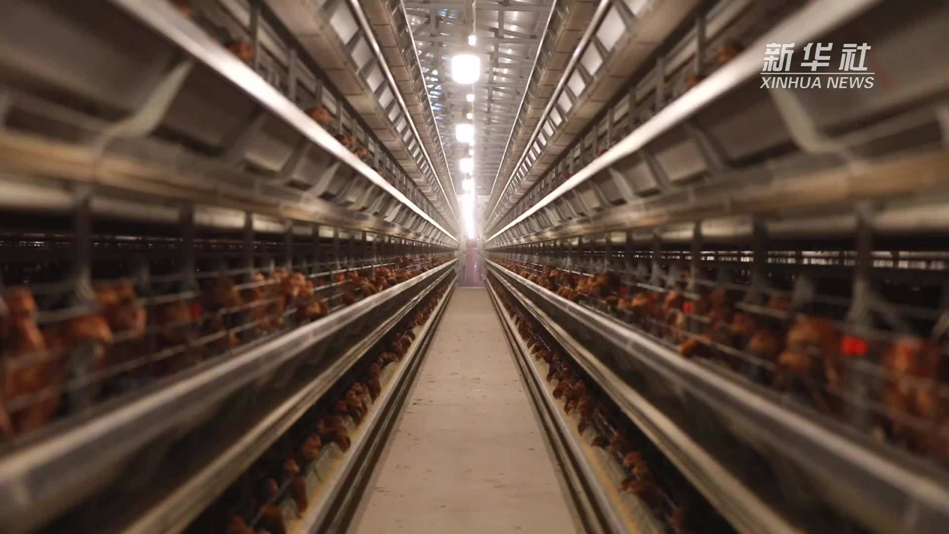 甘肃宁县：畜禽养殖实现绿色循环发展