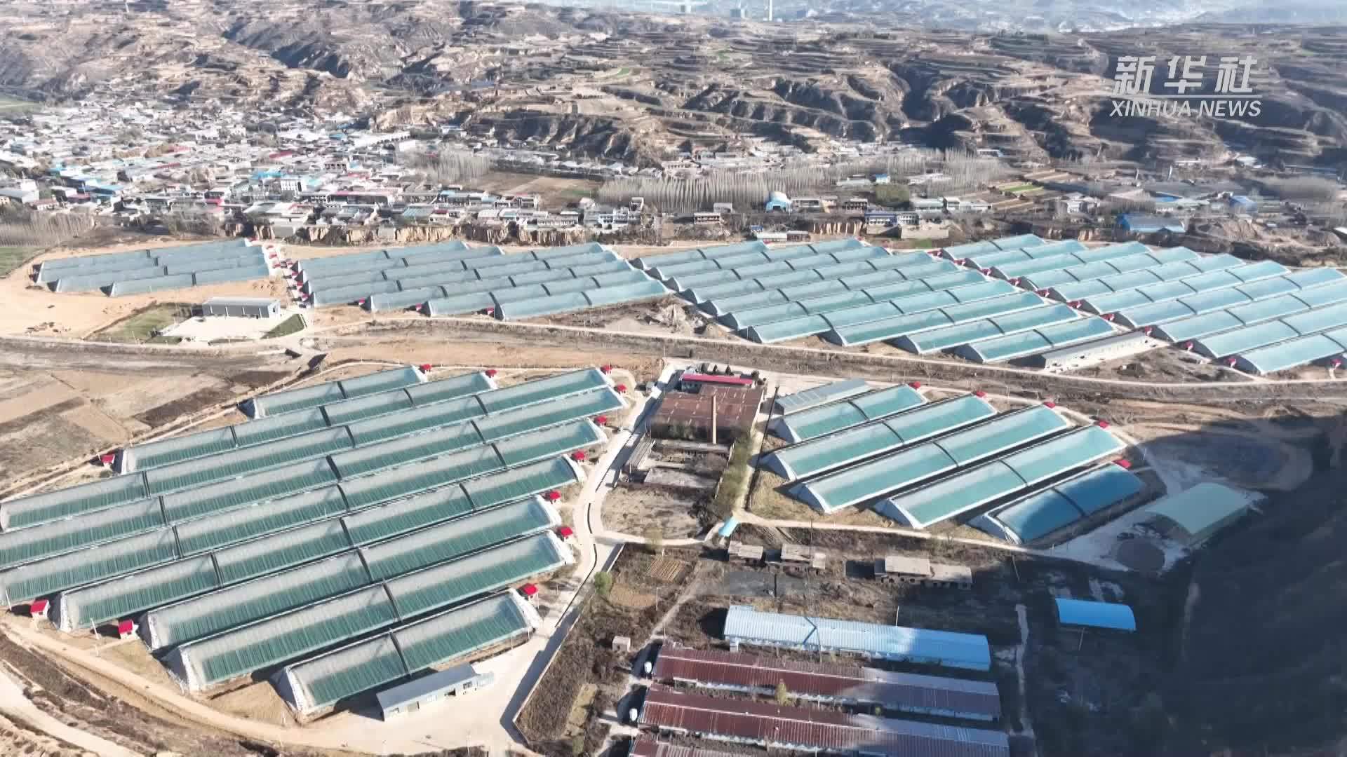 山西汾西：普罗旺斯西红柿迎春上市