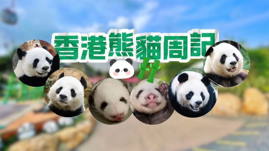 两个月收获“三千万”！港产大熊猫龙凤胎发布工作报告