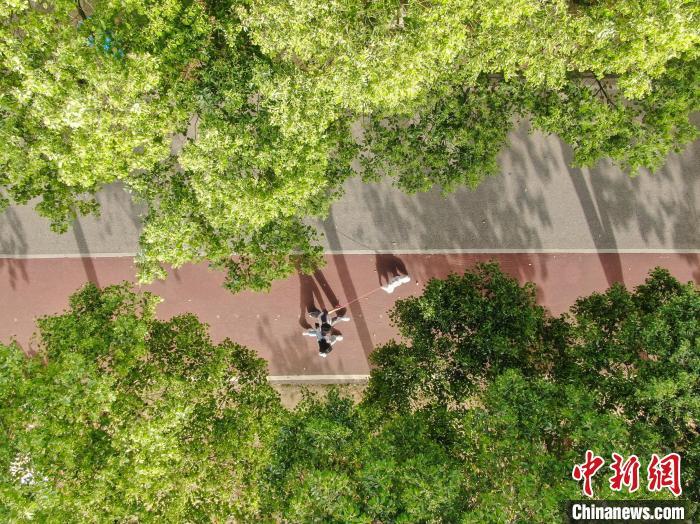 4月13日，江西南昌高新区艾溪湖湿地公园，市民在林荫道中散步。当日南昌天气晴好，艾溪湖湿地公园绿意盎然，不少市民来到公园游玩，乐享周末悠闲时光。(无人机照片)中新社记者 刘力鑫 摄