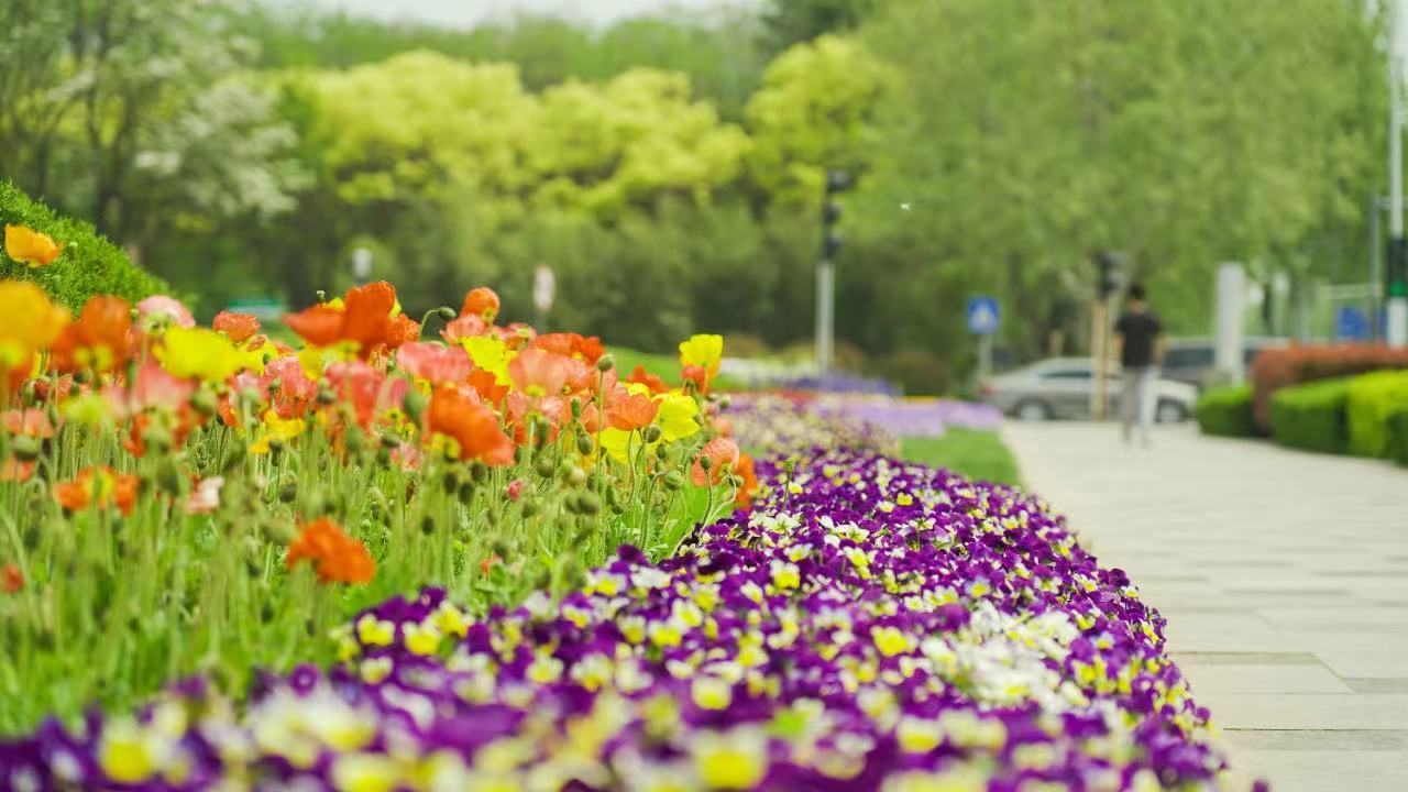 探寻青岛西海岸“赏花+”文旅新图景