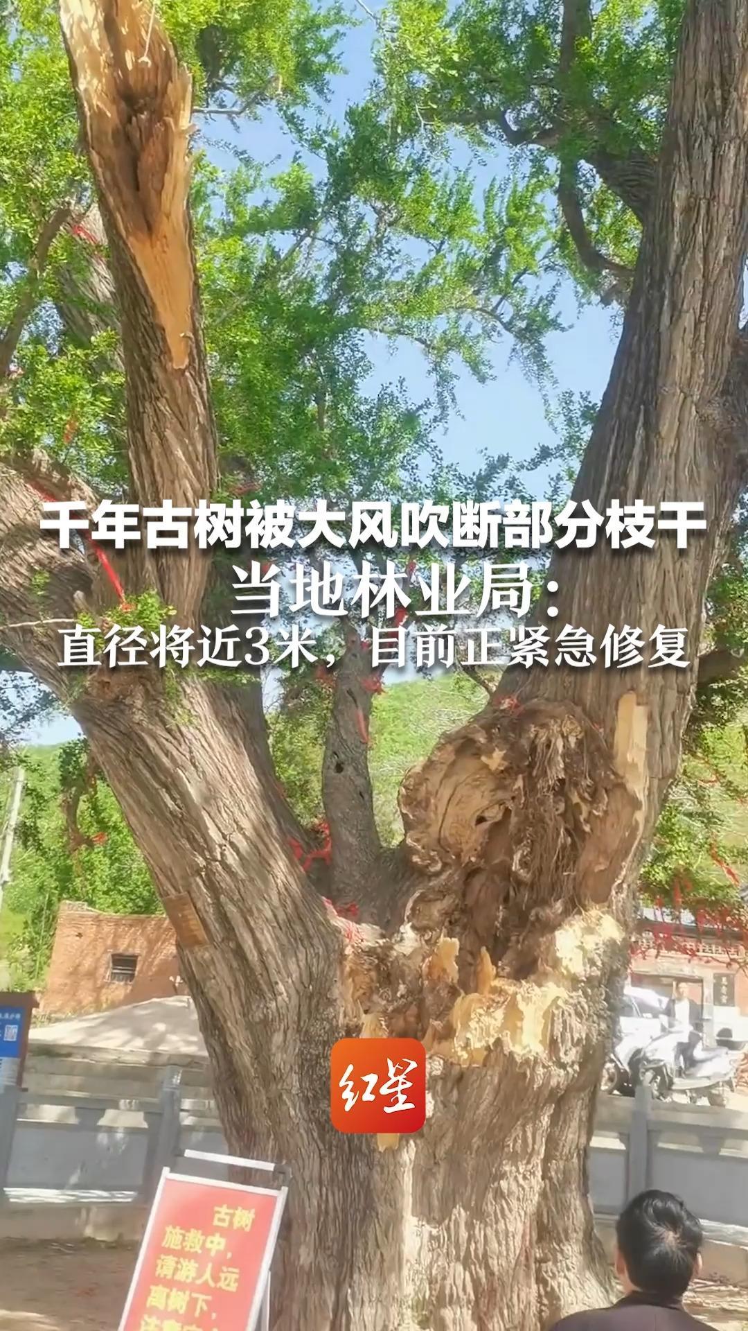 千年古树被大风吹断部分枝干 当地林业局：直径将近3米，目前正紧急修复中