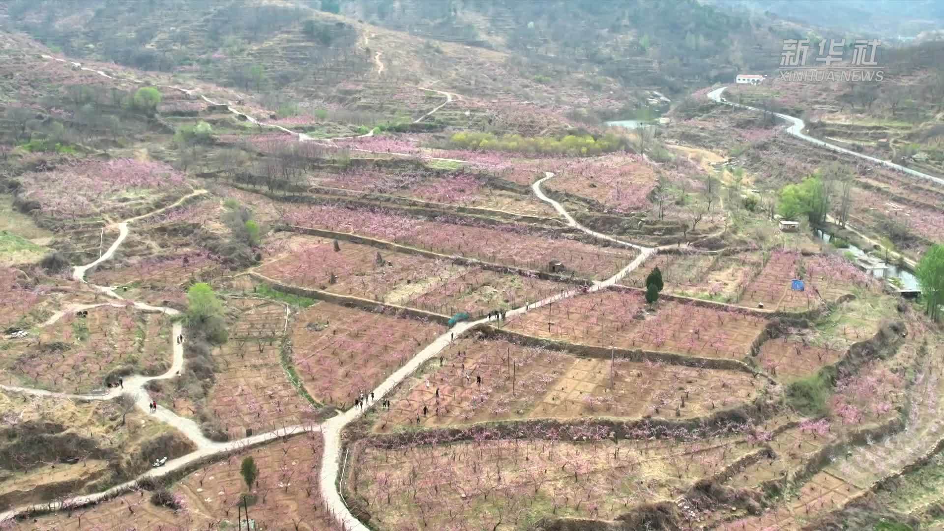 山东淄博：花为媒 农文旅融合点亮春日经济