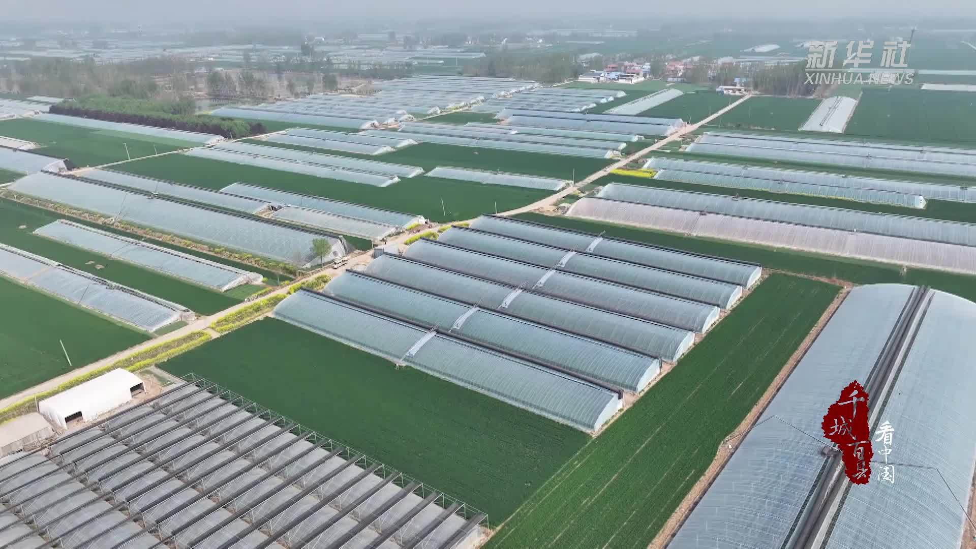 千城百县看中国｜山东定陶：螺丝椒上市 奏响春日丰收“椒响曲”