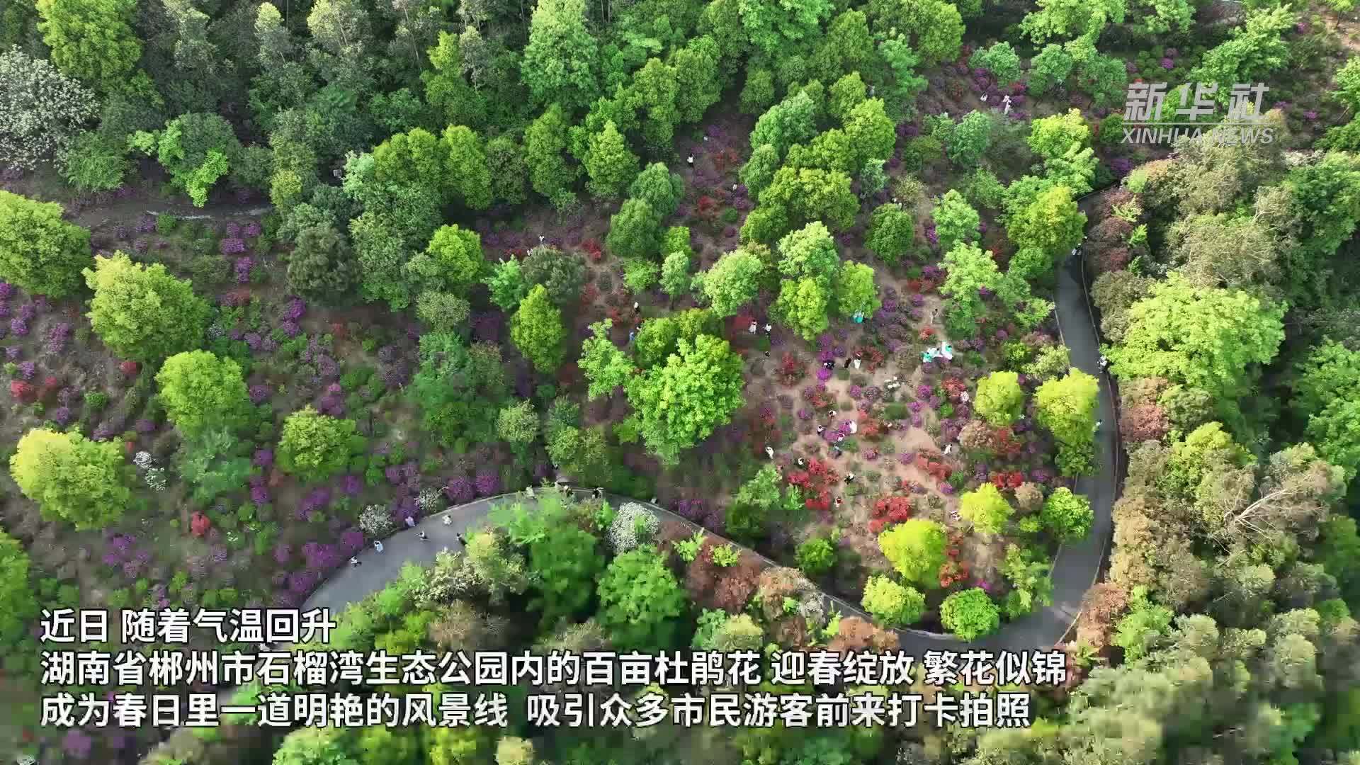 湖南郴州：百亩杜鹃花盛放