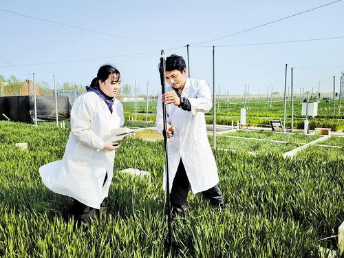 4月11日,在中国科学院南皮生态农业试验站麦田,科研人员检测土壤含水量。 本报记者 戴绍志摄
