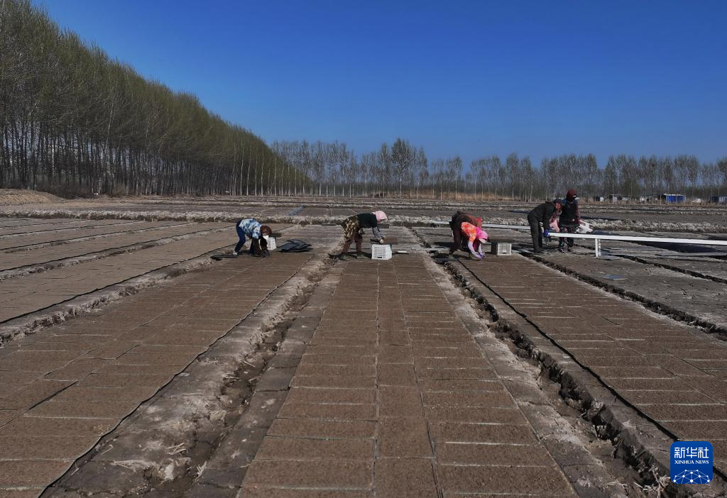 4月15日，唐山市曹妃甸区第四农场的农民在田间摆放水稻育秧盘（无人机照片）。