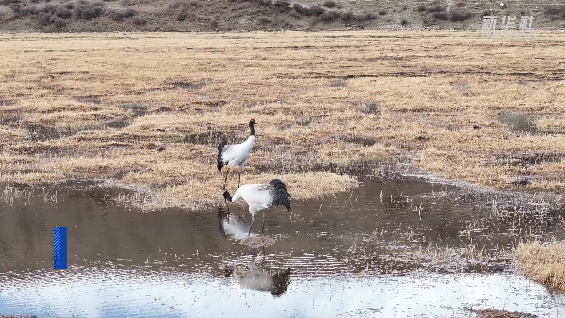 黑颈鹤舞动三江源