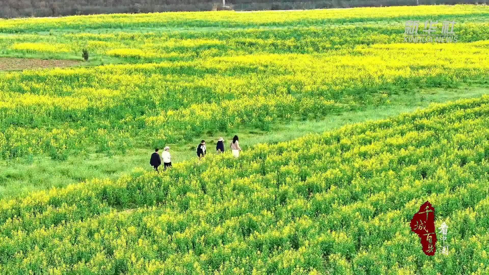 千城百县看中国｜湖北鹤峰：油菜花开满地金