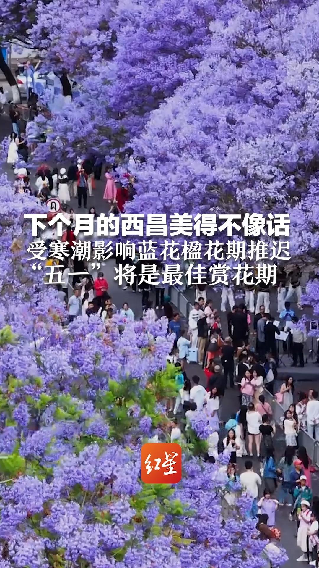 下个月的西昌美得不像话 受寒潮影响蓝花楹花期推迟“五一”将是最佳赏花期