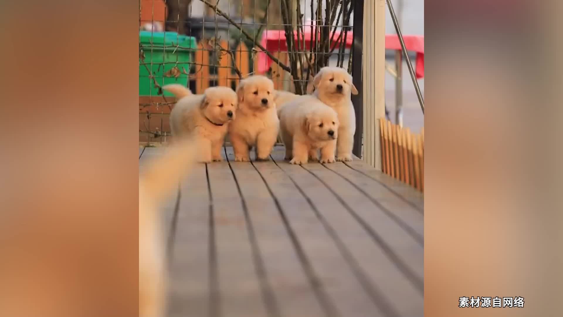 花800元请人帮狗学上厕所，狗主人直呼这钱花得值