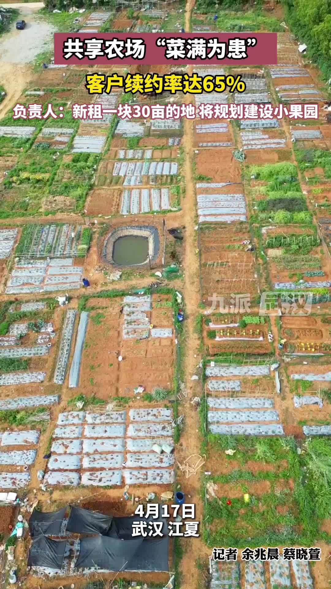 共享农场“菜满为患”，客户续约率达65%，负责人：新租一块30亩的地，将规划建小果园