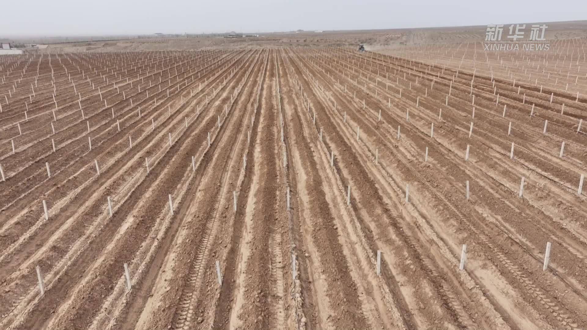 宁夏红寺堡区：万亩酿酒葡萄迎春展藤