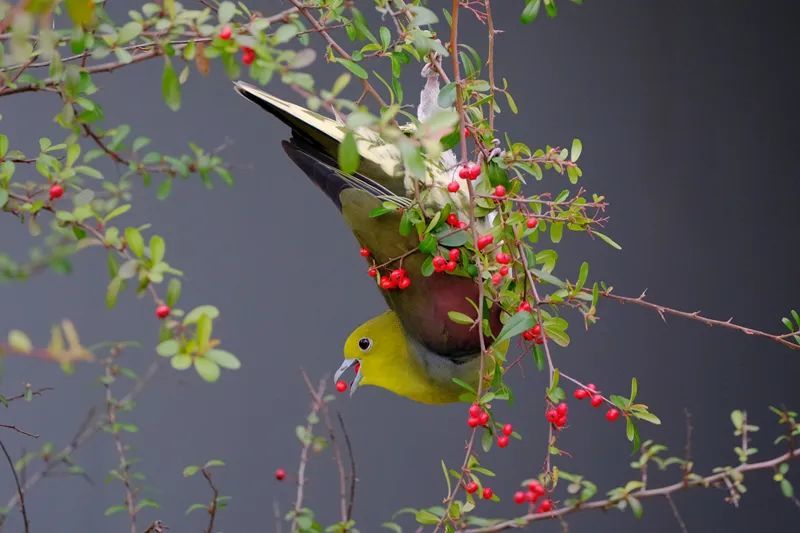 鄞州公园一角，一只雄性红翅绿鸠倒挂金钩，啄食火棘的红果子。张海华摄DSCF7487_副本.jpg