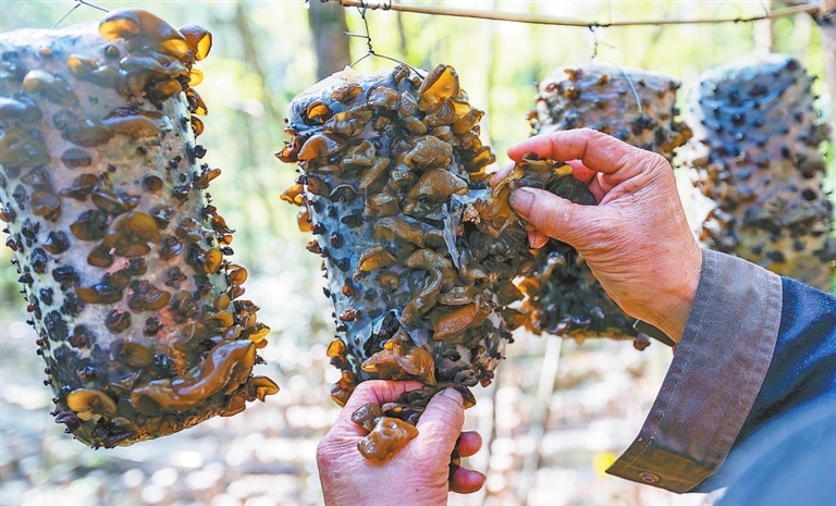 林下菌菇可使农户户均年增收超6000元。