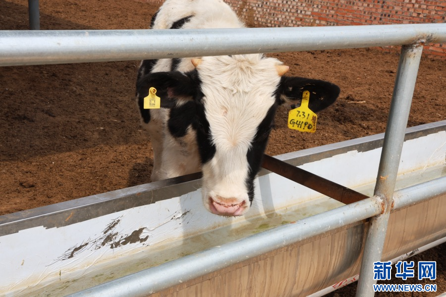 4月8日，河南省洛阳市孟津区横水镇元庄村牧润养殖家庭农场养殖的肉牛。