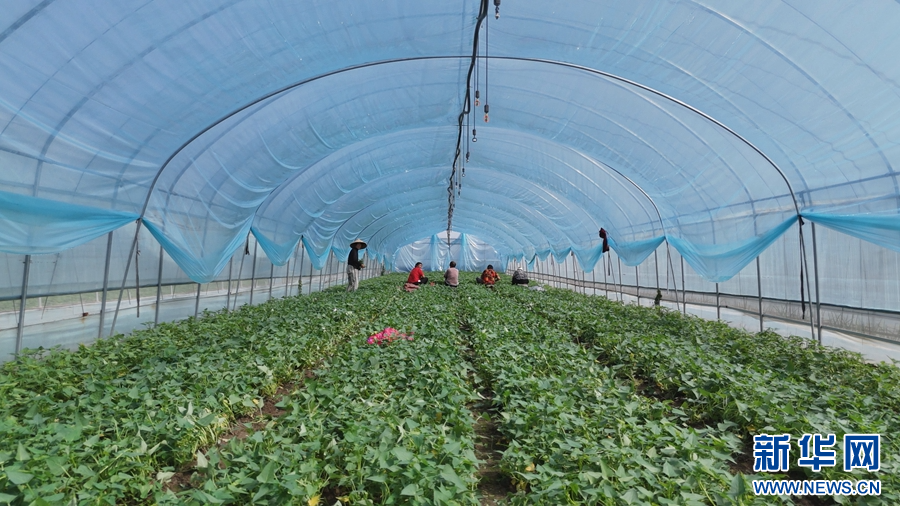 4月14日，河南省镇平县安字营镇王洼村食用红薯叶种植基地内，村民在采摘红薯叶。