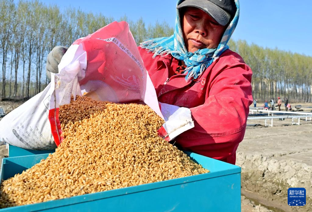 4月15日，唐山市曹妃甸区第四农场的农民将稻谷种子倒入育秧播种机。