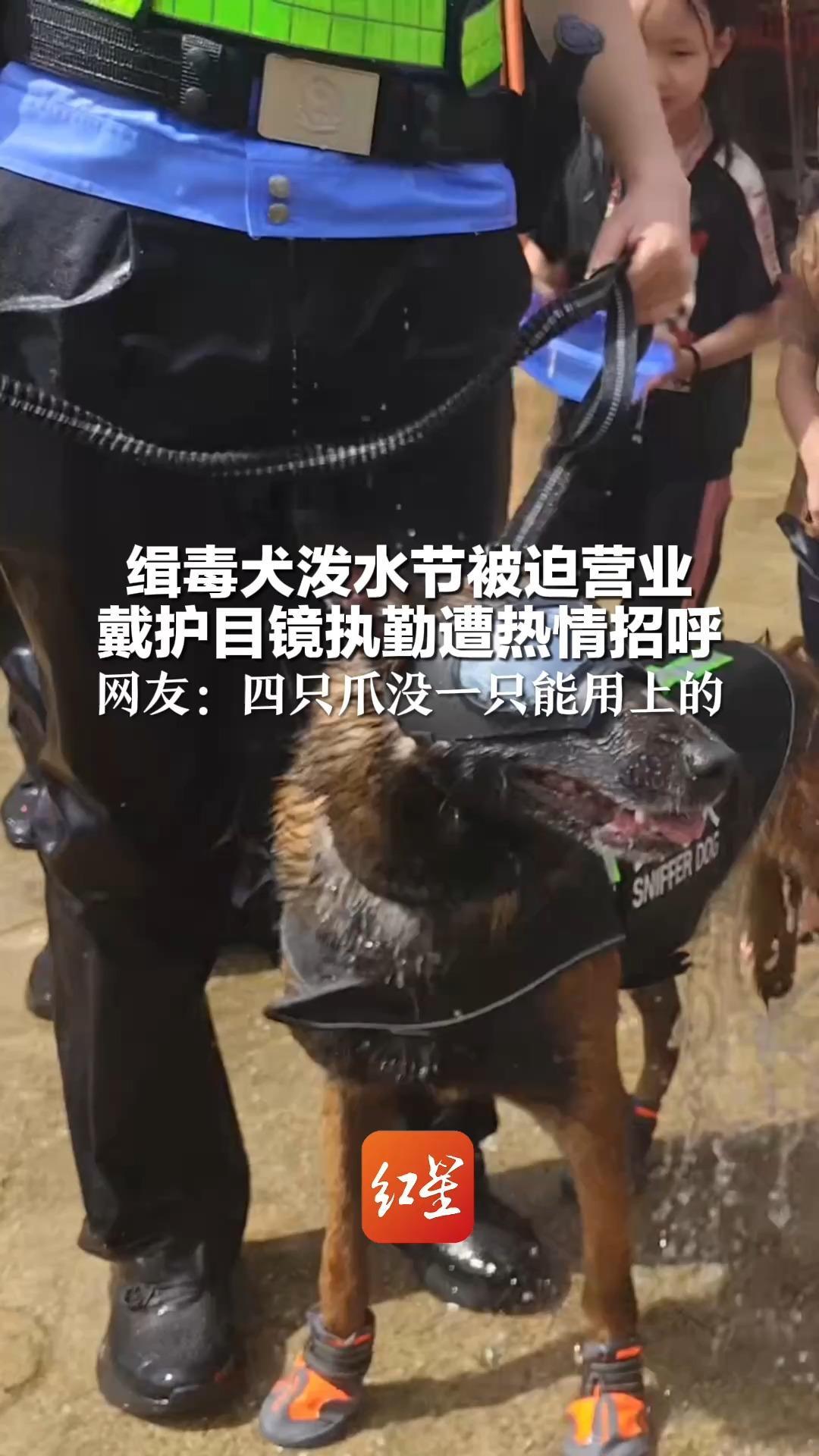 缉毒犬泼水节被迫营业 戴护目镜执勤遭热情招呼 网友：四只爪没一只能用上的