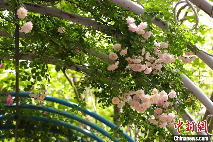 满是月季花的园中长廊。熊锦阳 摄