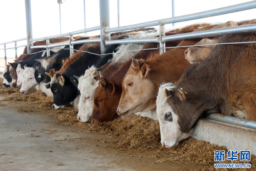 4月8日，河南省洛阳市孟津区横水镇元庄村牧润养殖家庭农场养殖的肉牛。