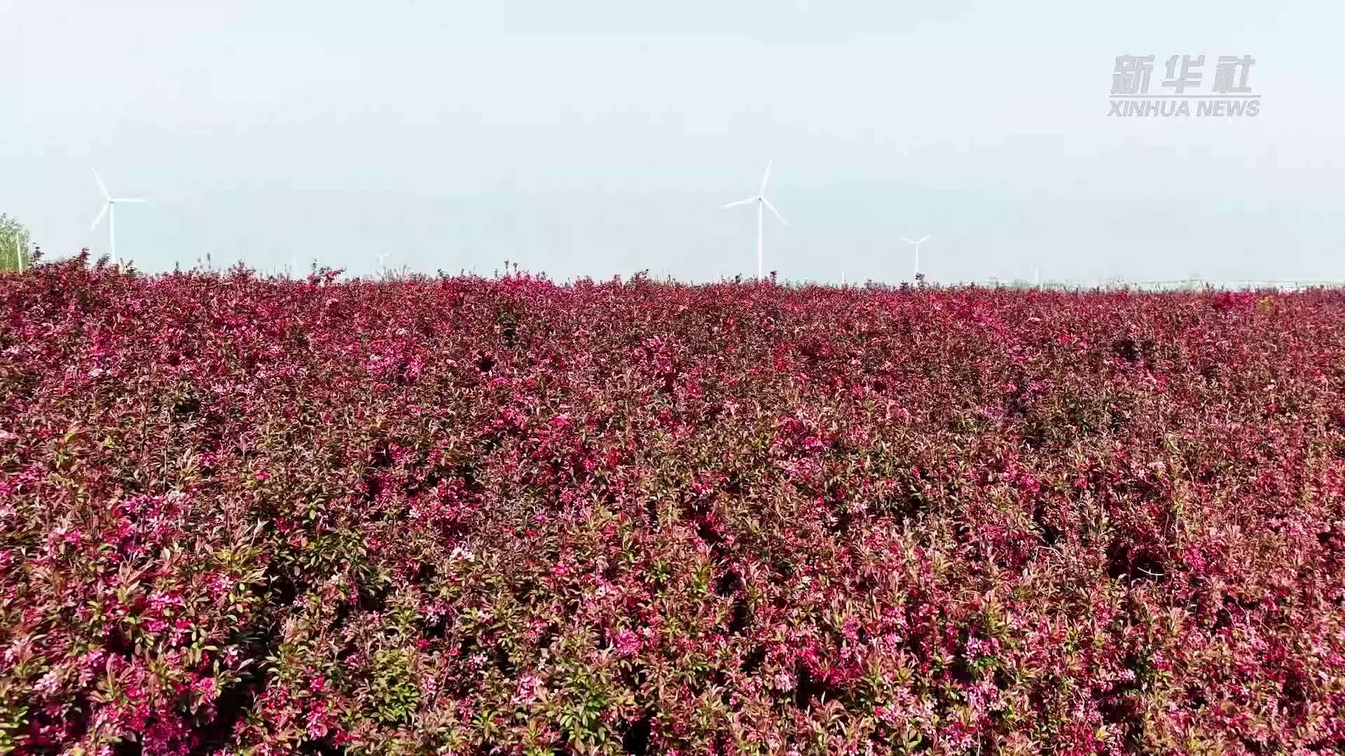 千城胜景｜山东成武：海棠花开满枝头