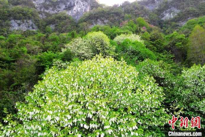 在长阳龙舟坪镇发现的野生珙桐群落。刘影 摄