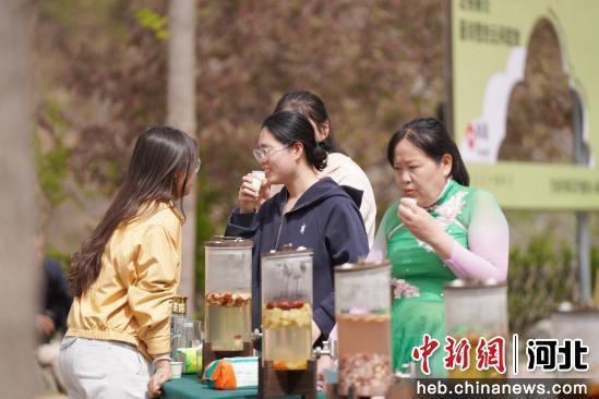 图为4月16日,游客在内丘县岗底村果园品尝苹果花茶。 刘继东 摄