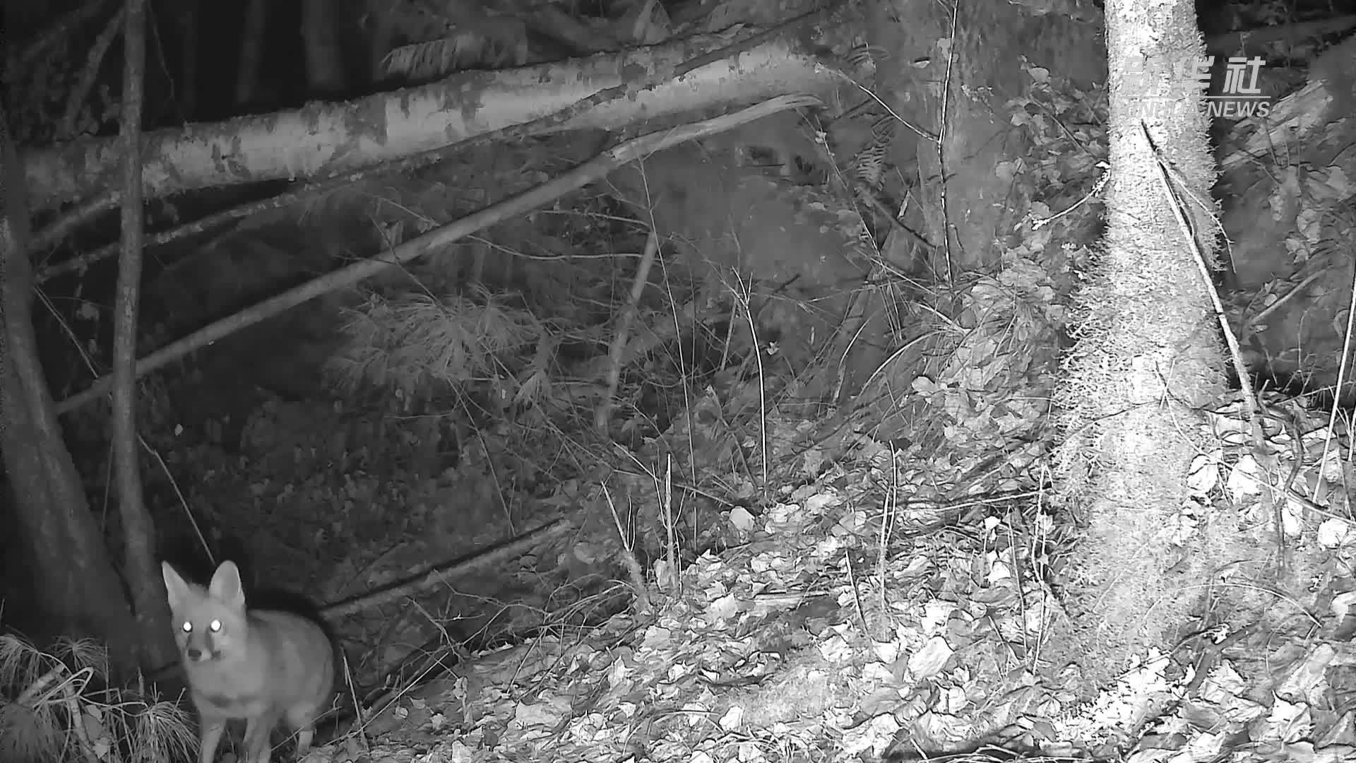 “新老朋友”现身四川白河国家级自然保护区