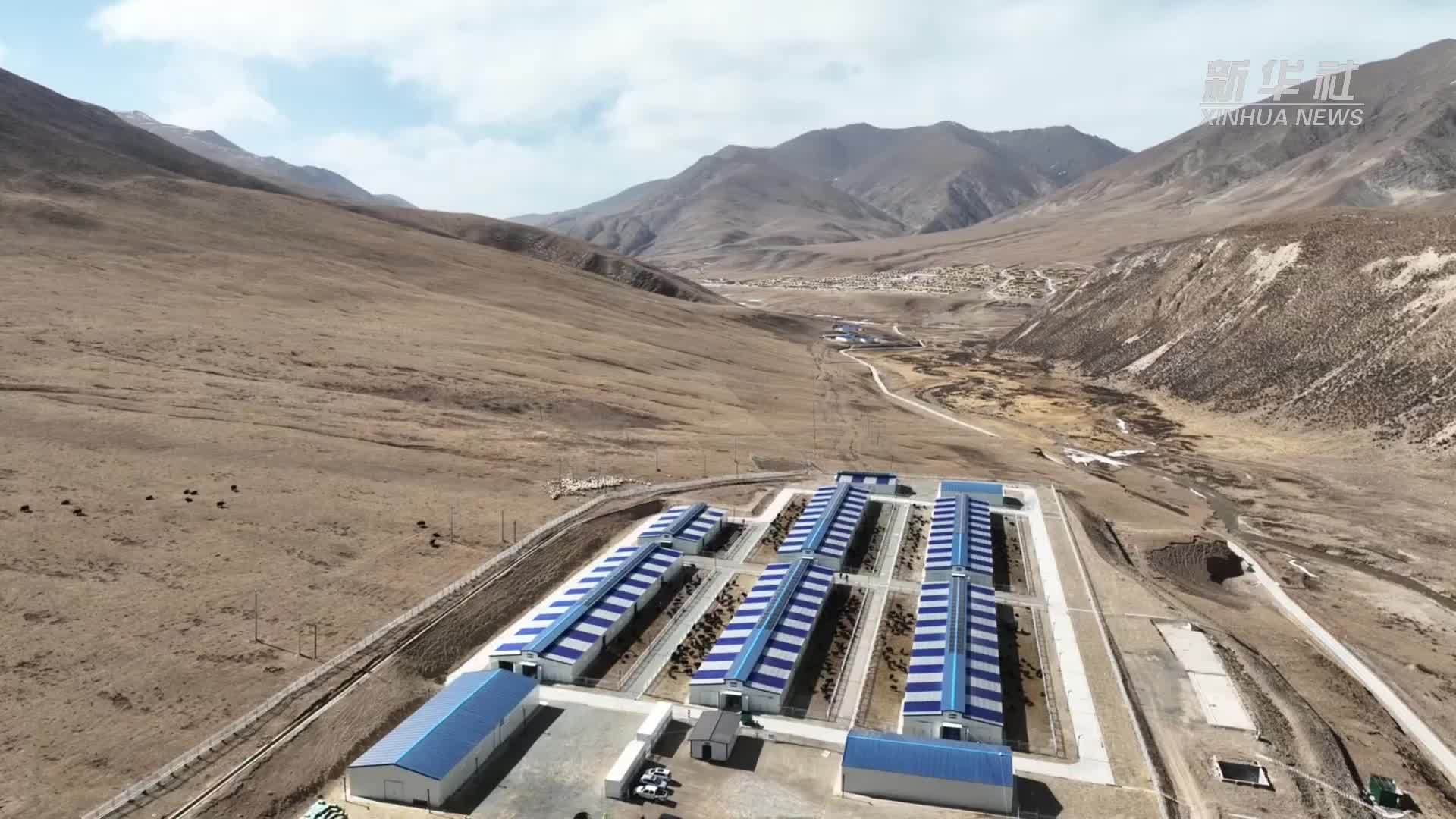 青海玉树：智慧牧场助力高效养殖