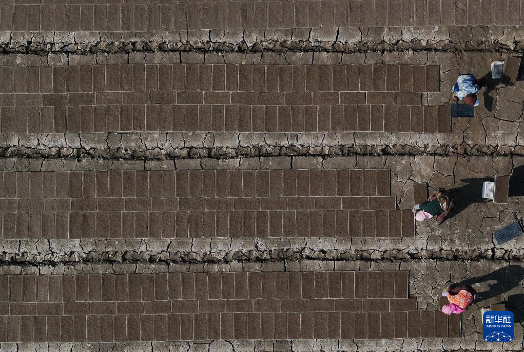 4月15日，唐山市曹妃甸区第四农场的农民在田间摆放水稻育秧盘（无人机照片）。