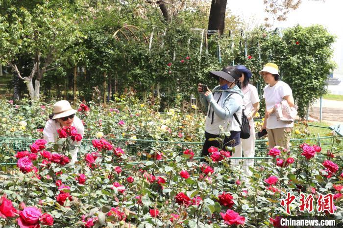 在月季园中游玩的市民。熊锦阳 摄
