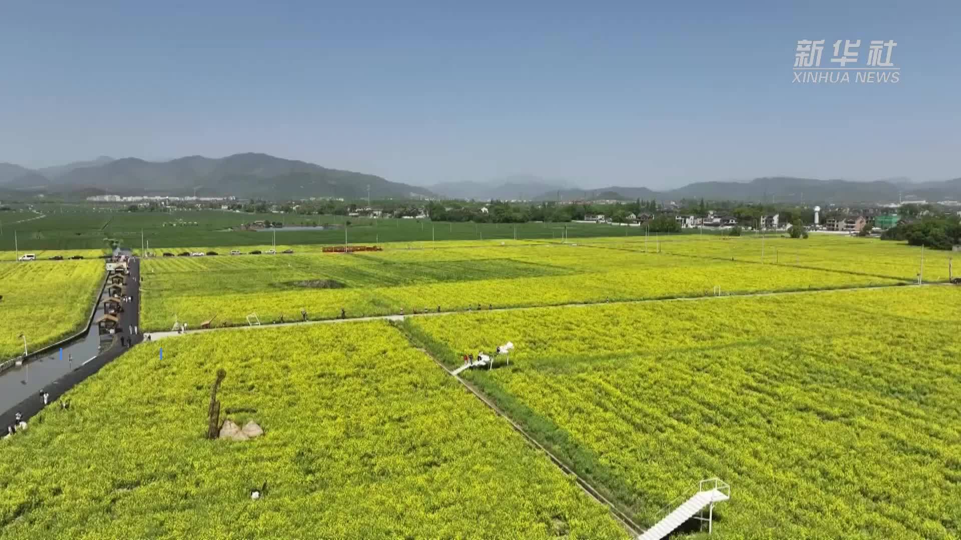 杭州余杭：油菜花盛放迎客来