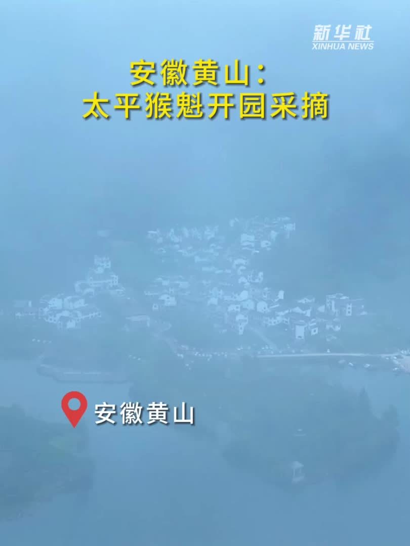 安徽黄山：太平猴魁开园采摘