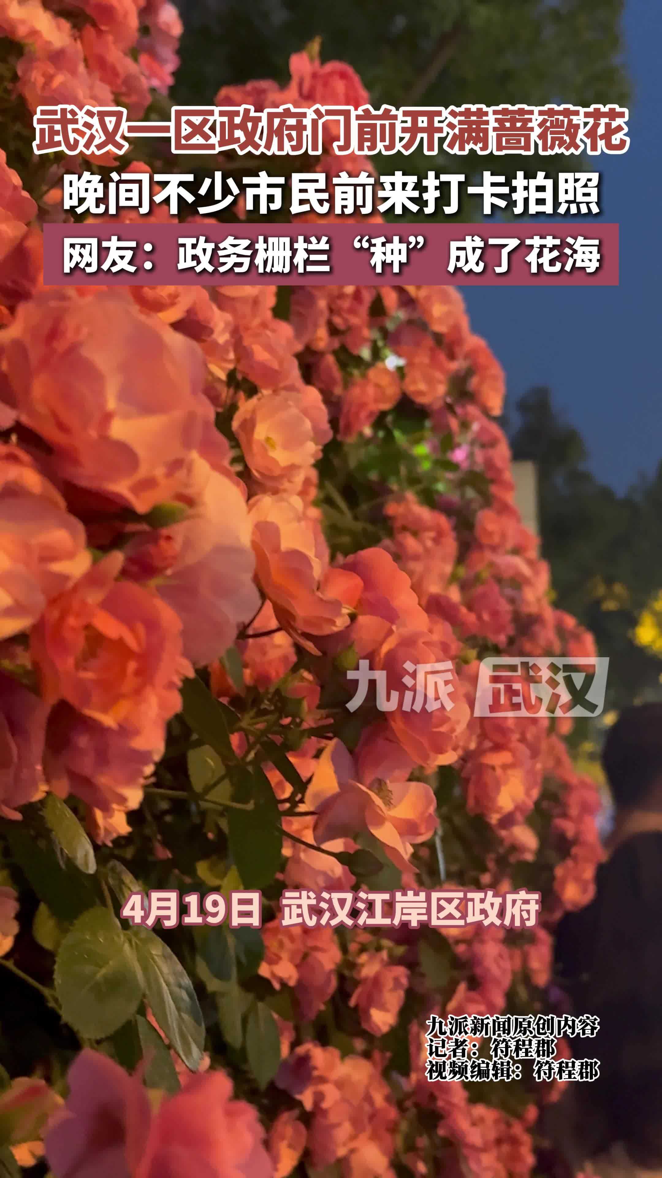 武汉一区政府门前开满蔷薇花，晚间不少市民前来打卡拍照