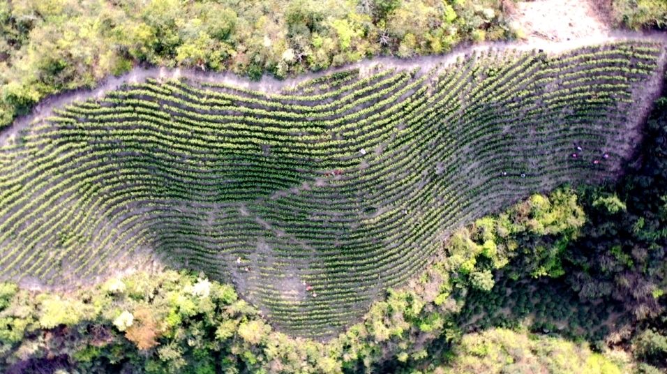 位于江西九江市彭泽县海拔750余米的浪溪镇高山风清云雾茶场内，嫩绿的茶树生机盎然。（柯恒 摄）