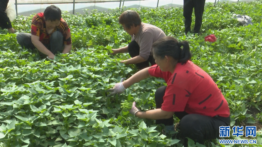 4月14日，河南省镇平县安字营镇王洼村食用红薯叶种植基地内，村民在采摘红薯叶。