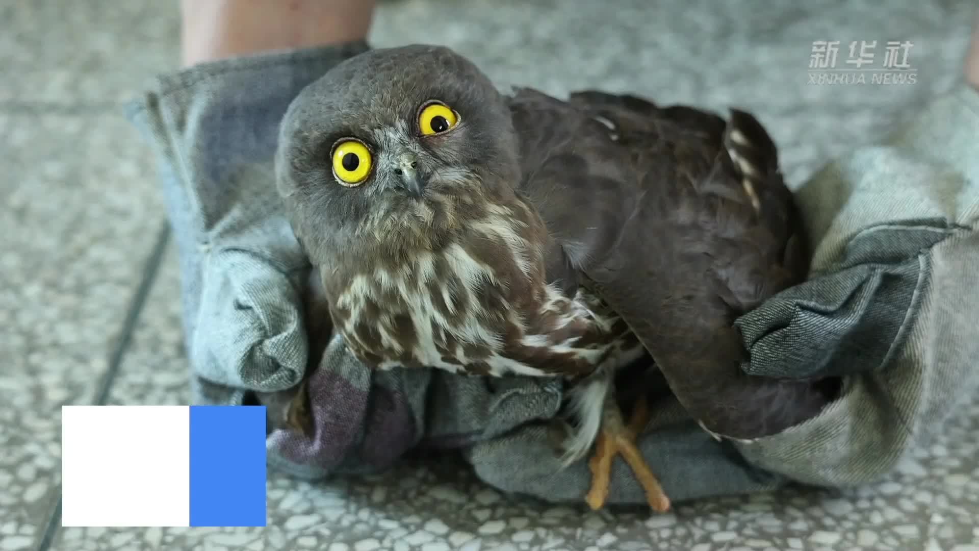 江西泰和：鹰鸮撞上玻璃门 众人接力热心救助