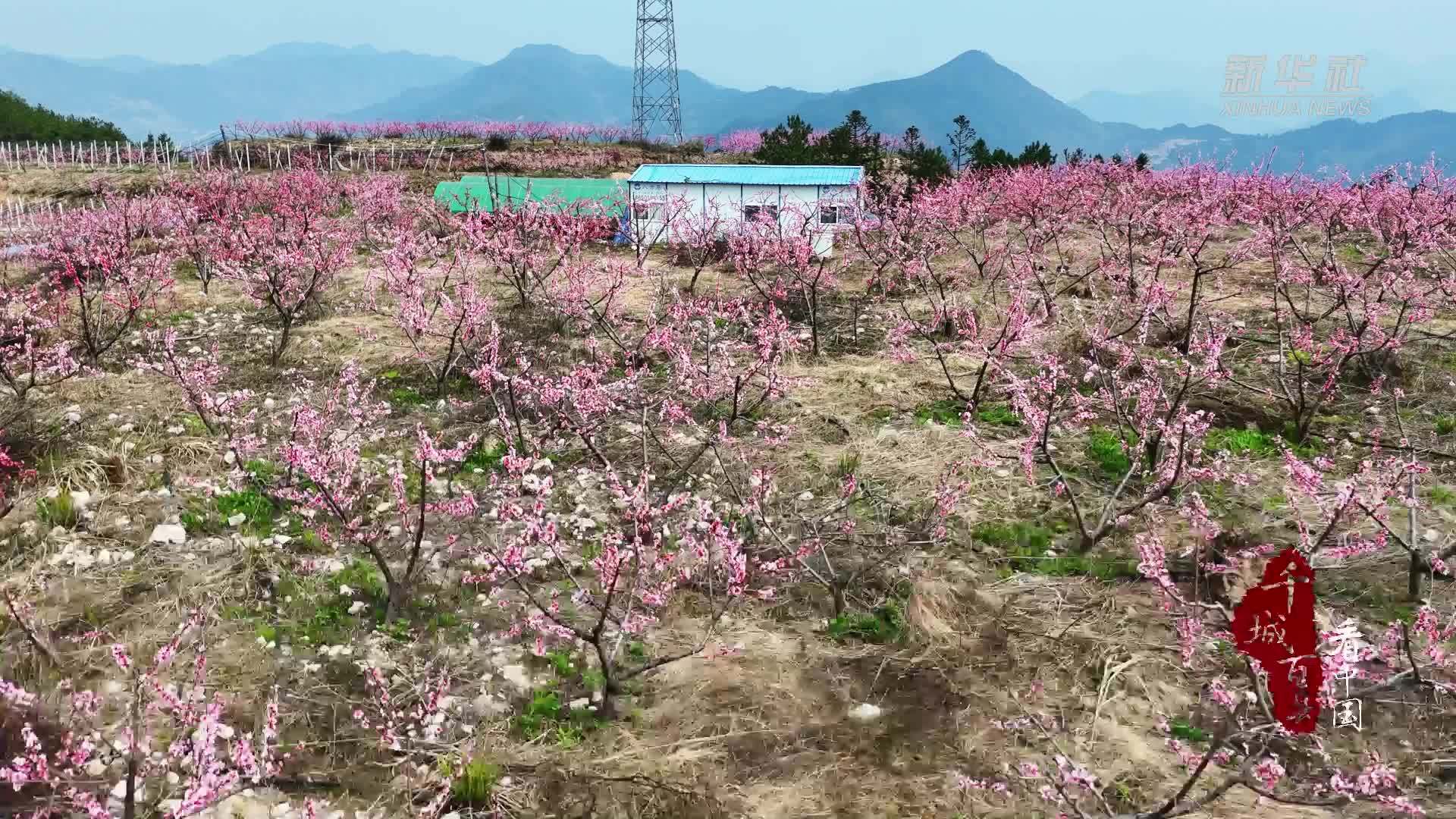 千城百县看中国｜福建寿宁：人面桃花相映红