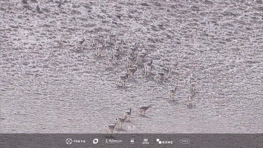 阿克塞：生态持续向好　岩羊结伴出游踏青